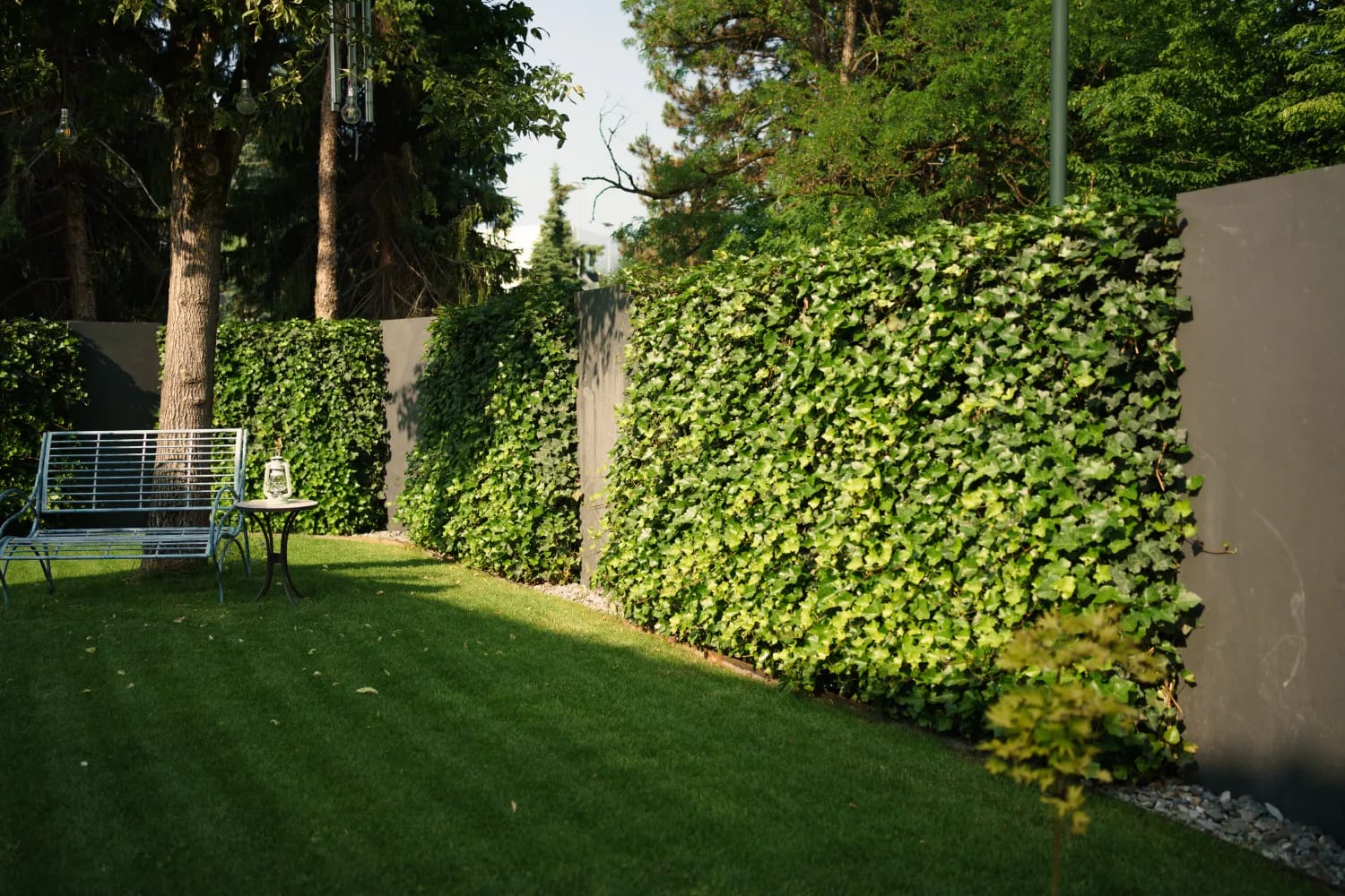 Sichtschutz mit Efeu Vorne