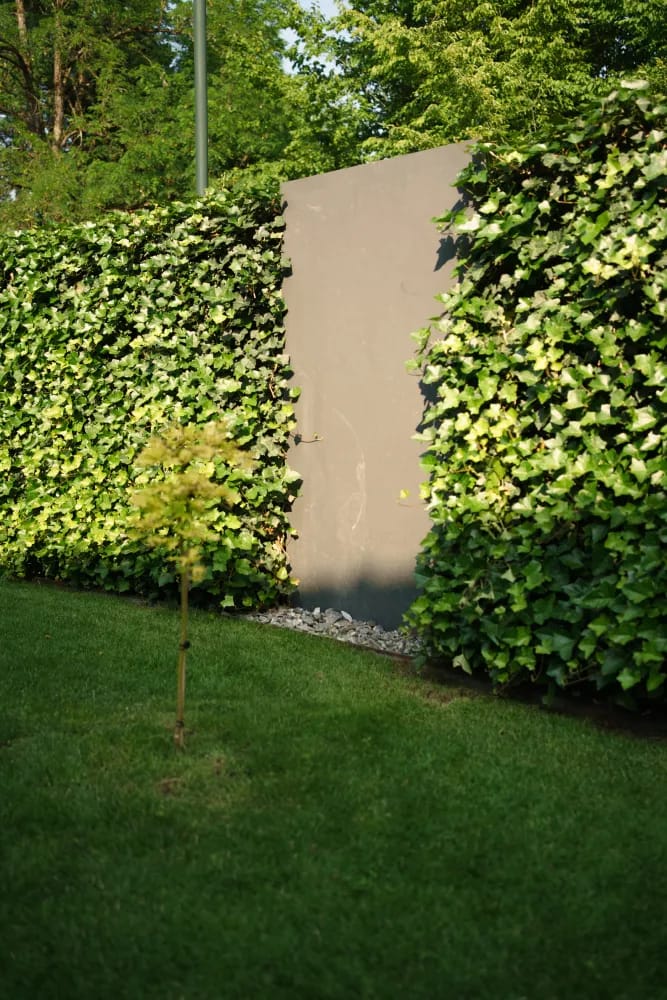 Sichtschutz mit Efeu nah